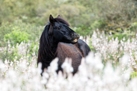 Wildpferd im Bluetenmeer