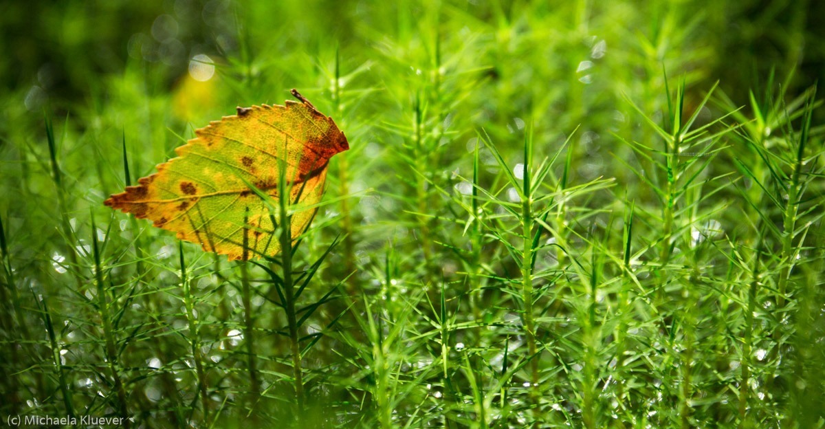 Magisches Licht im Moos