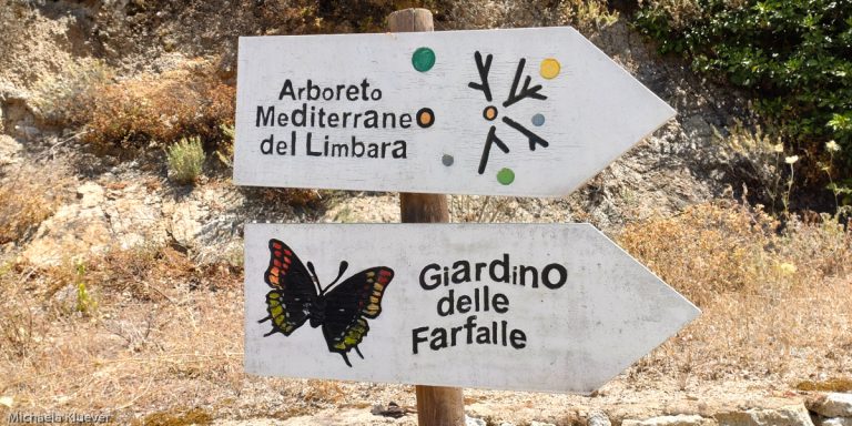 Schmetterlingsfotografie auf Sardinien im Schmetterlingsgarten im Limbara
