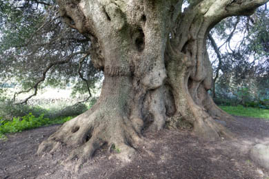 Albero Millenarion von Cuglieri