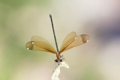 Fotos aus Sardinien Libellen