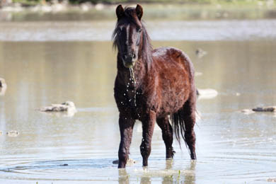 Fotos aus Sardinien Wildpferde