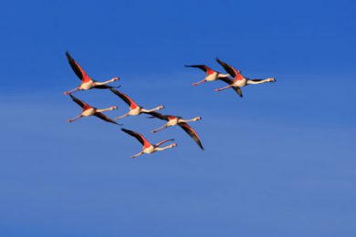 Eine Flamingo Gruppe von sieben Tieren im Flug