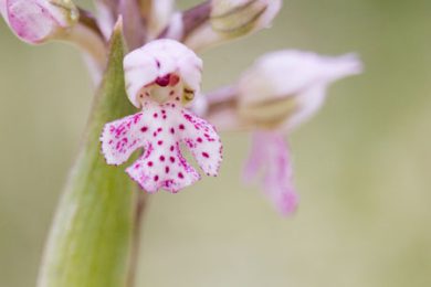 Wilde Orchideen auf Sardinien, hier Neotinea lactea
