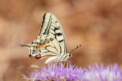 Schwalbenschwanzfalter auf einer Distelbluete