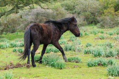 Wildpferd auf der Giara auf Sardinien