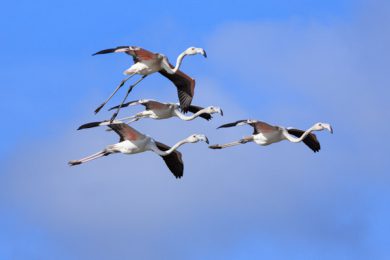 Fotoprojekte auf Sardinien mit dem Thema Tierfotografie, hier eine Gruppe von vier Flamingos im Flug