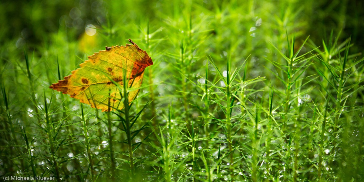 Fotoprojekte in Deutschland im Moor bei Worpswede