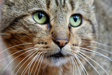 zur Galerie schöne Katzen Augen