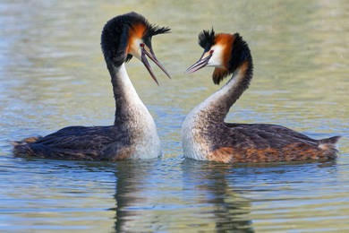 Fotoprojekte in Deutschland, 7. Masterclass Ein Beispiel für Kommunikation im Tierreich, Haubentaucher beim Balzritual