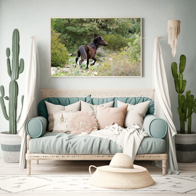 Ein Foto mit einem Wildpferd aus Sardinien als Wandbild im Wohnzimmer