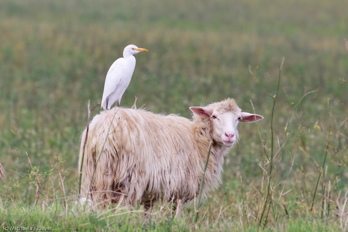 Ein Kuhreiher reitet auf einem Schaf