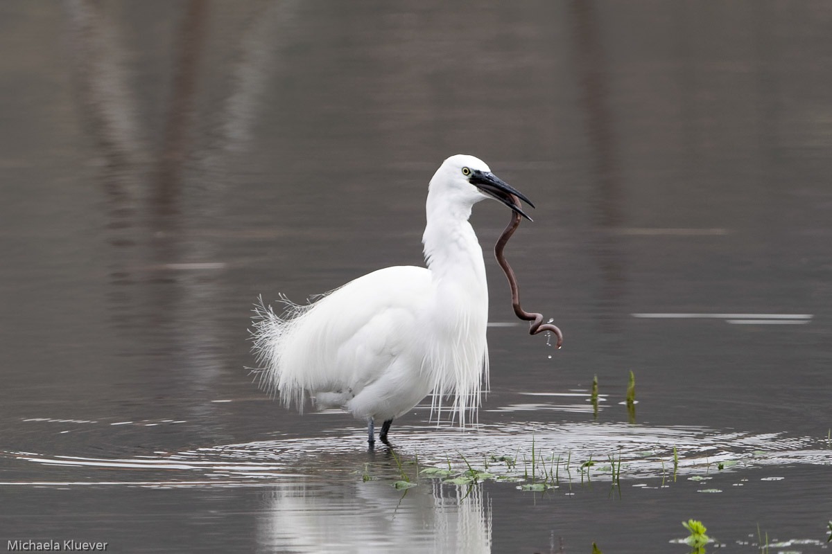 Seidenreiher mit Regenwurmbeute