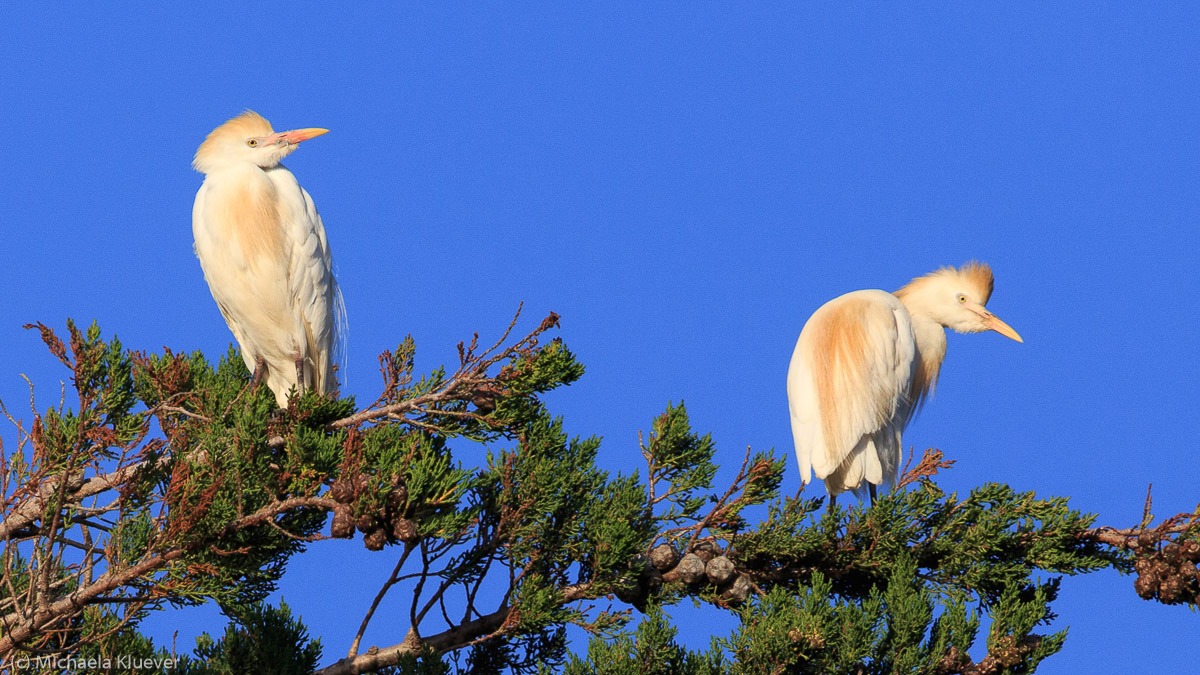 Zwei Kuhreiher im Balzgefieder