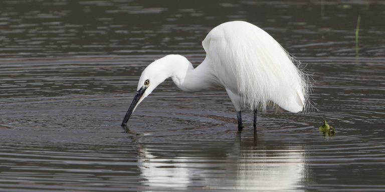 Seidenreiher auf Sardinien