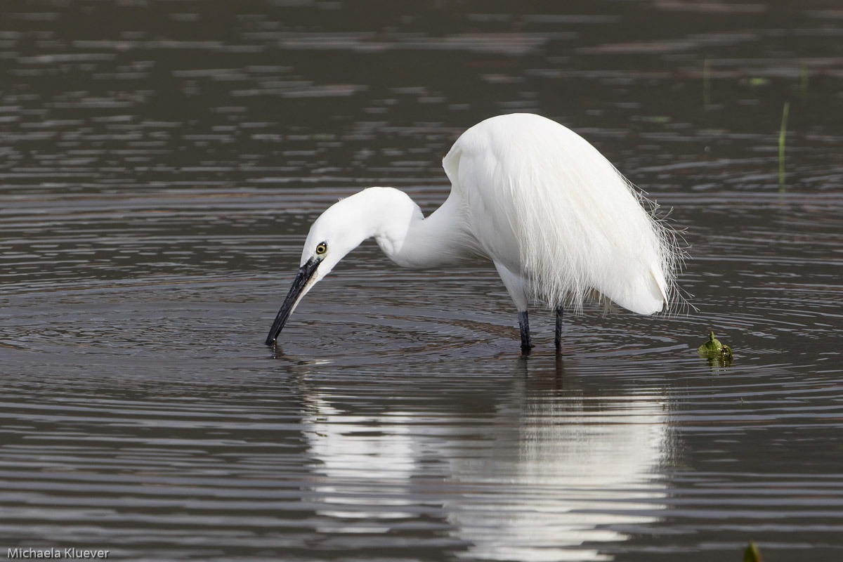 Dezente Eleganz eines Seidenreihers