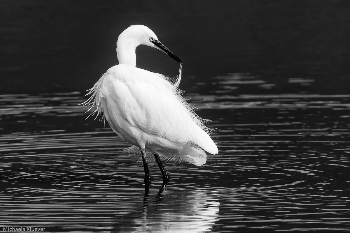 Seidenreiher in einer SChwarzweiss-Aufnahme
