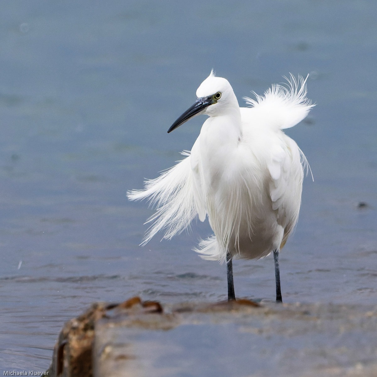 Seidenreiher mit aufgebauschtem Gefieder
