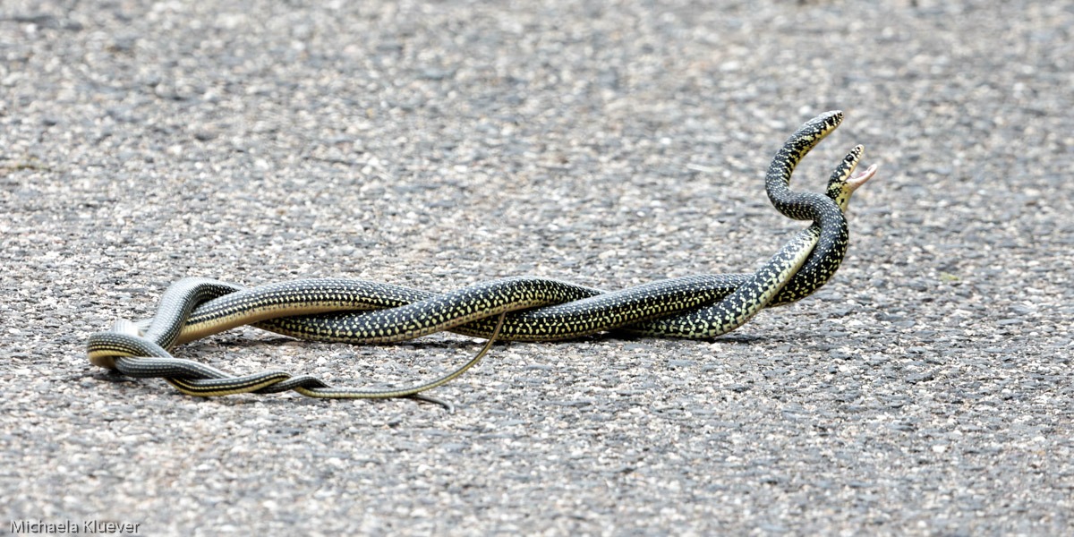 Umschlungen, zwei gelbgrüne Zornnattern auf Sardinien