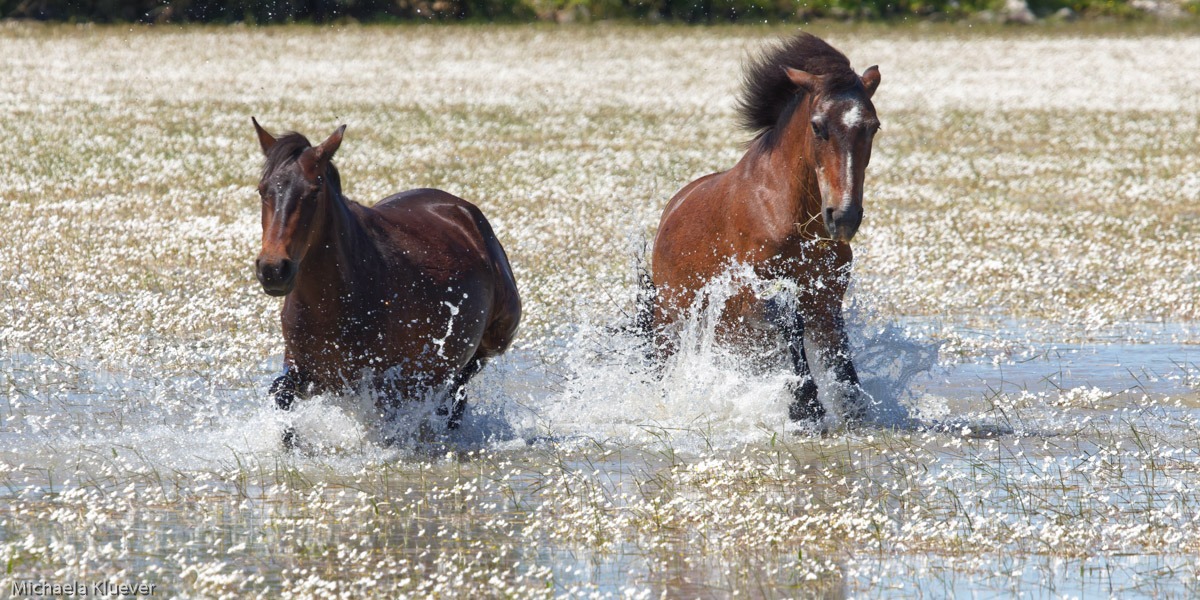 Wildpferde in schneller Bewegung im Wasser