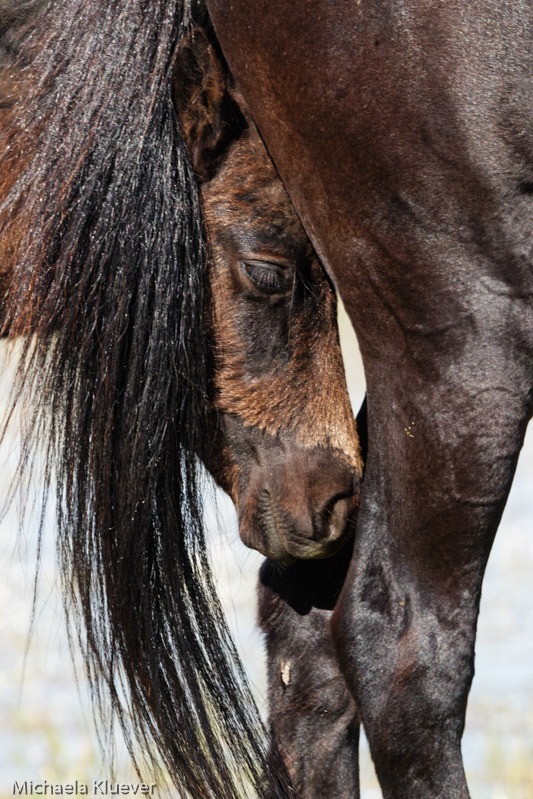 Wildpferd Stute und Fohlen - Equus caballus jarae
