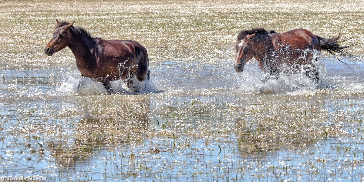 Wildpferde auf Sardinien in Bewegung