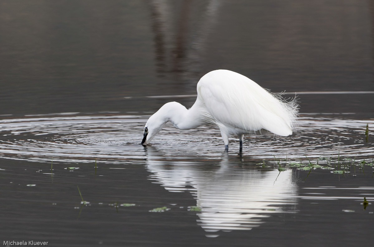 seidenreiher-auf-sardinien12