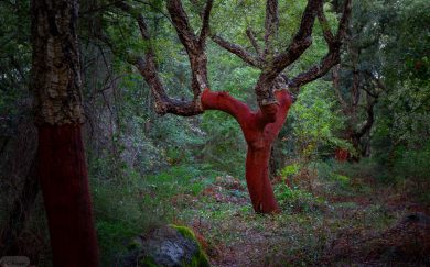 Fotoabenteuer auf Sardinien 2024