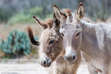 Esel-auf Sardinien_01