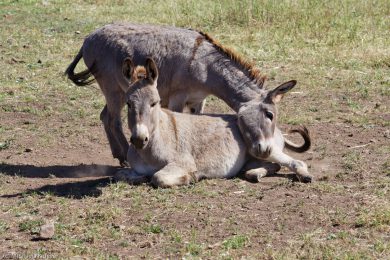 Esel-auf Sardinien_02