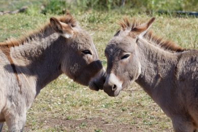 Esel-auf Sardinien_021