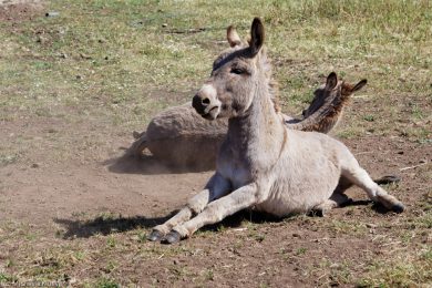 Esel-auf Sardinien_03