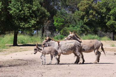 Esel-auf Sardinien_04