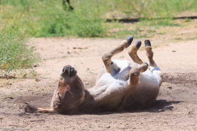 Esel-auf Sardinien_05