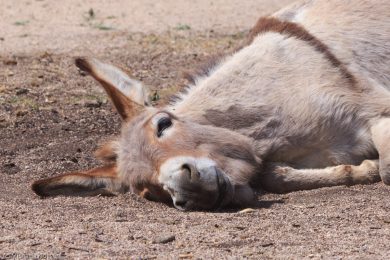 Esel-auf Sardinien_06