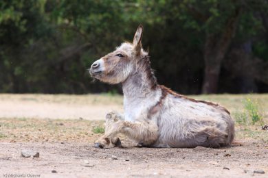 Esel-auf Sardinien_07