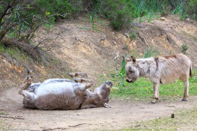 Esel-auf Sardinien_09