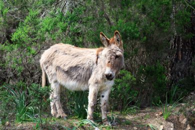 Esel-auf Sardinien_10