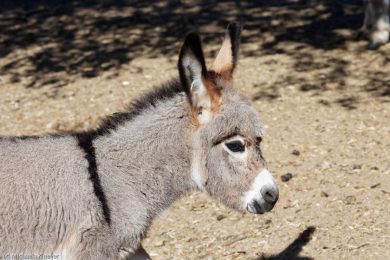 Esel-auf Sardinien_12