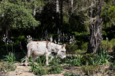 Esel-auf Sardinien_14