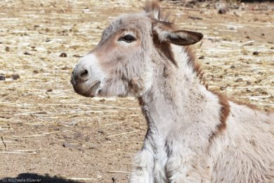 Esel-auf Sardinien_19