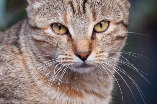 Abwartender Blick