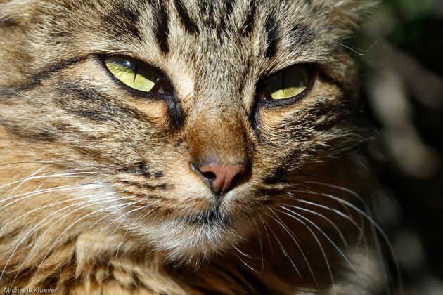 Gefährlicher Typ Blick