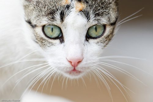 Intensiver Blick