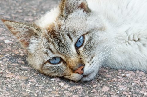 Lässiger Blick