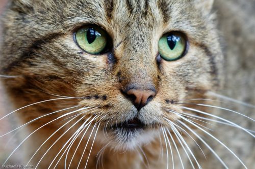 Schöne Augen