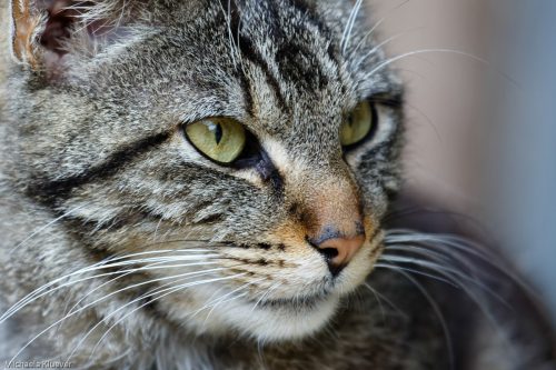 Selbstbewusster Blick