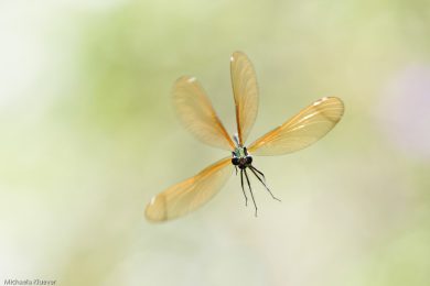 Libellen-auf-Sardinien-1