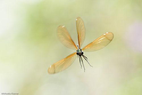 Libelle im Flug, Weibchen