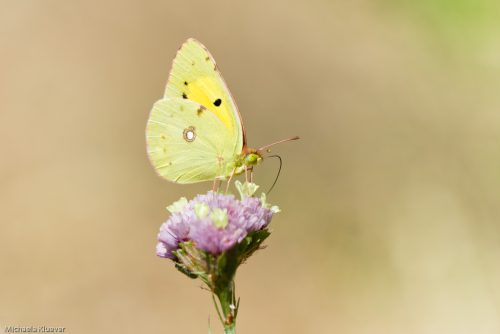 Postillion, Colias croceus